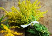 Solidago