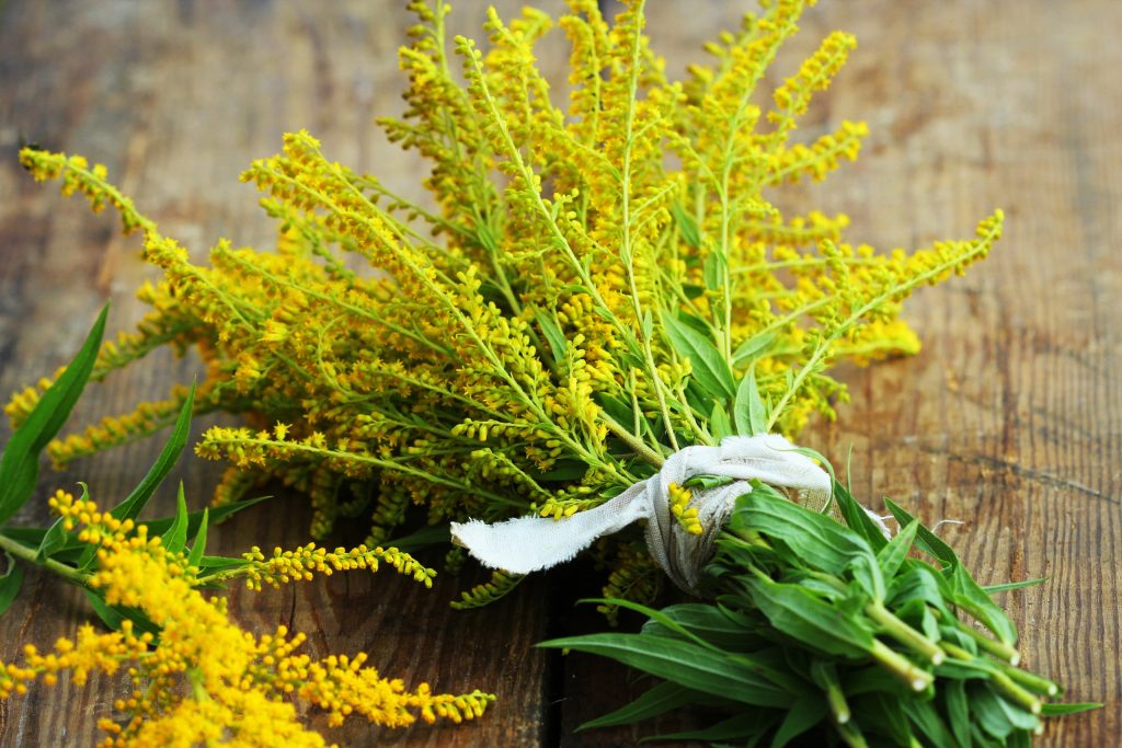 Solidago