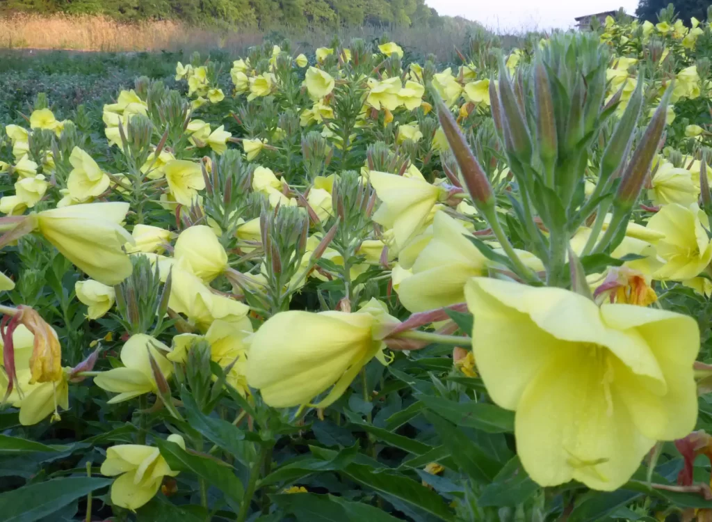 گل مغربی evening primrose