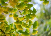 Ginkgo biloba leaf