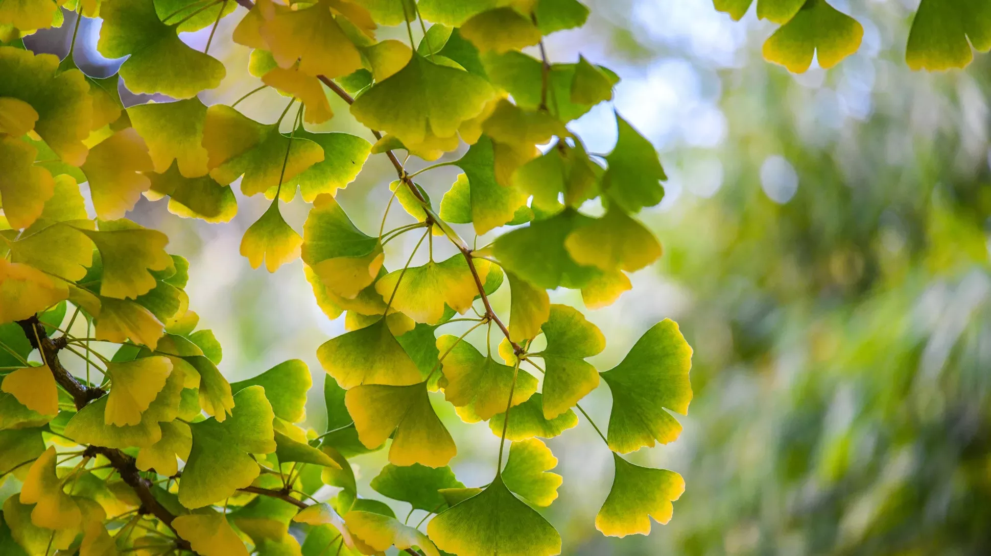 Ginkgo biloba leaf