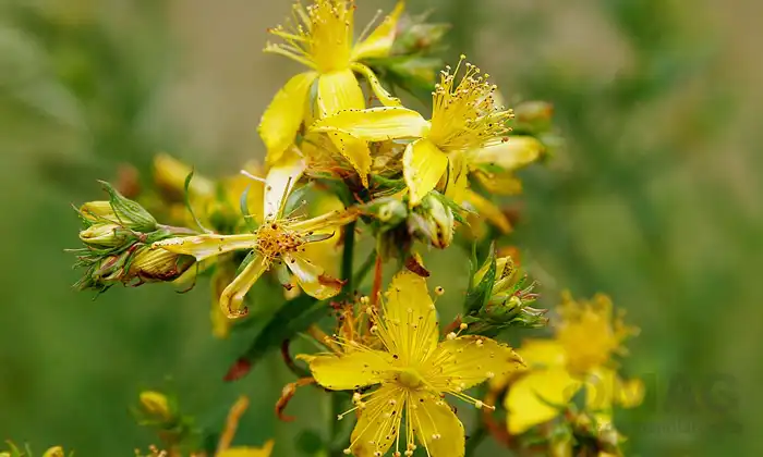 گل راعی برای درمان افسردگی