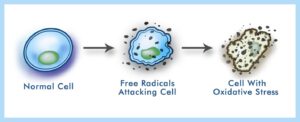 رادیکال های آزاد و آنتی اکسیدان ها