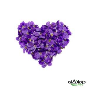 گل بنفشه معطر Viola odorata